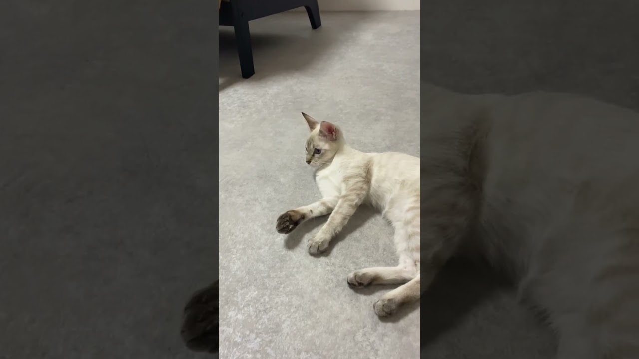 ボール遊び　#元保護猫　#シャムトラ　#シャムミックス　#cat #猫耳 #kitten #シャムmix  #子猫 #猫耳