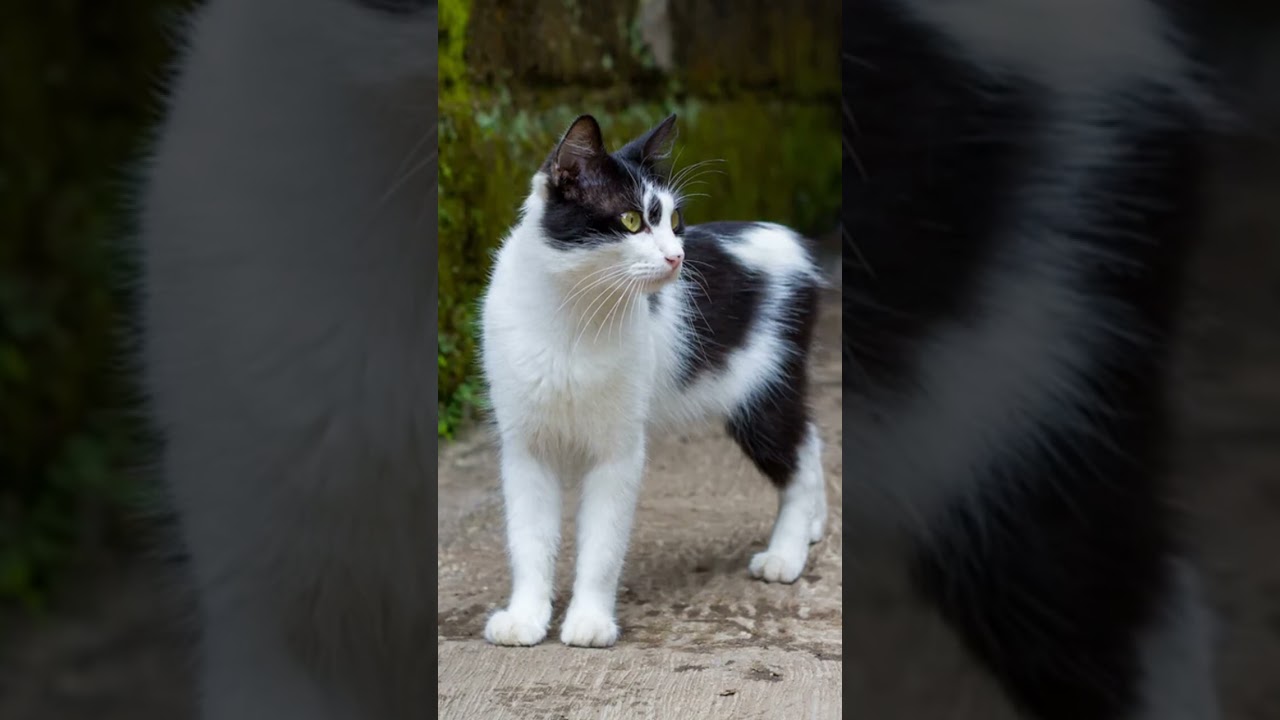 Manx Cats 101: Amazing Cat Facts In 60 Seconds 🐱🕒