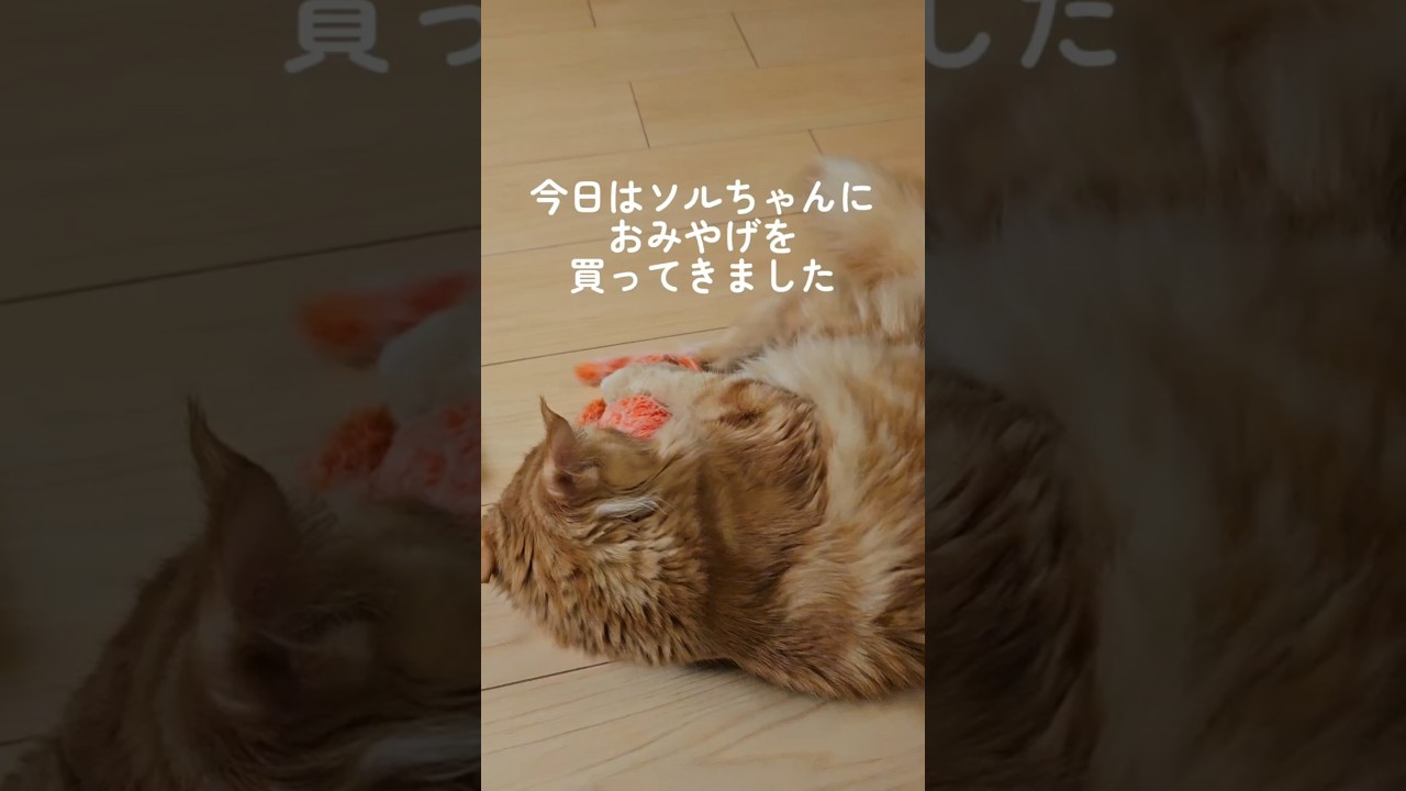 メインクーン🐈️ソルの新しいお友達🦐