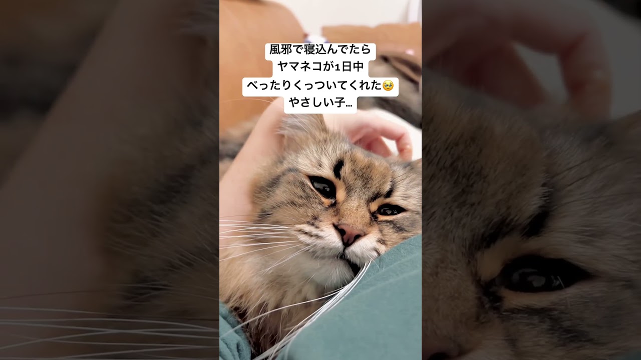 やさしい看病猫ちゃん #猫 #サイベリアン #看病