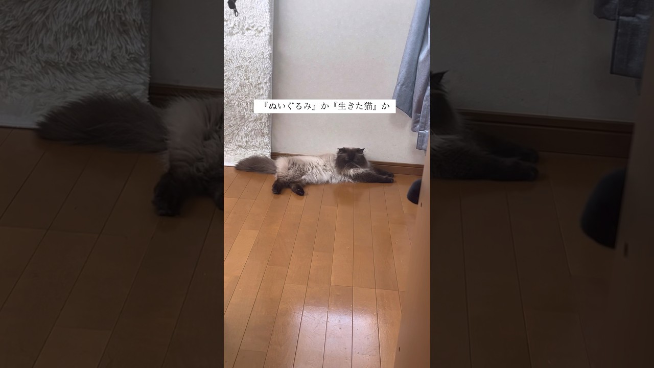 動かなすぎてぬいぐるみみたい#猫#ヒマラヤン #ヒマラヤン猫
