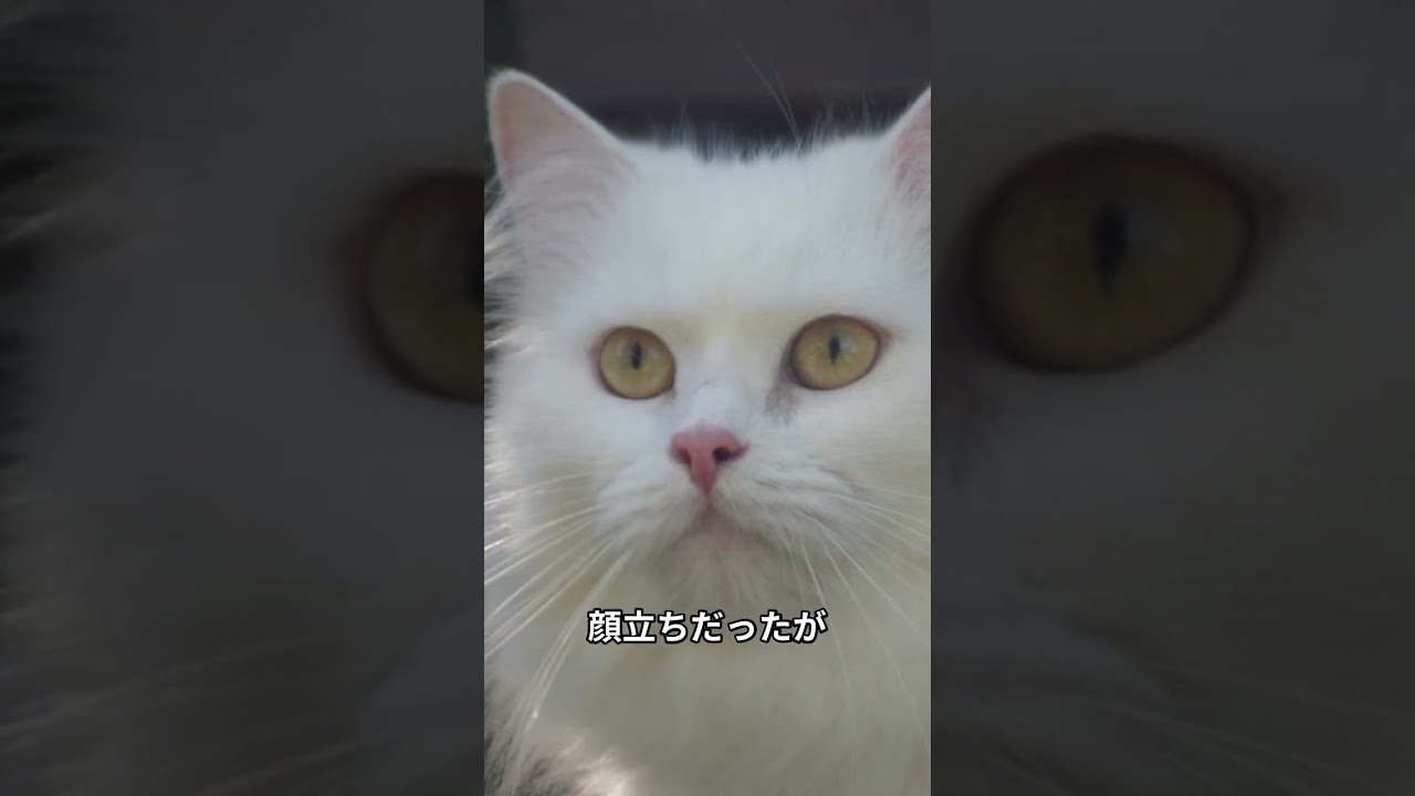 #shorts #short  #動物 #猫 #雑学 #cats#ペルシャ猫の秘密３選