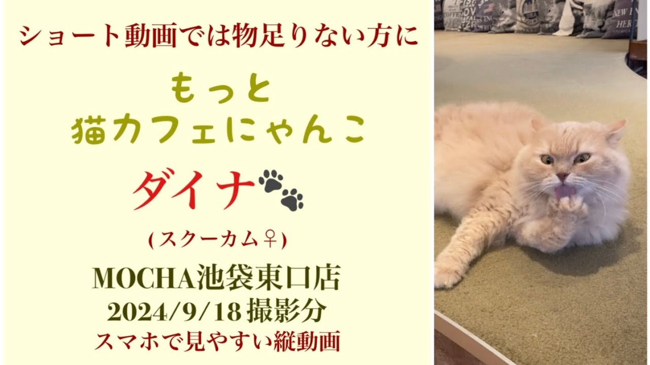 【完全版】　🐱ダイナ🐱　(スクーカム♀)　猫カフェMOCHAラウンジ池袋東口店　2024/9/18 撮影分　　#日替わり猫カフェにゃんこ