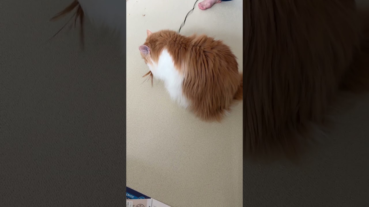 たくさん遊ぶにゃ　#cat #ragamuffin #猫のいる暮らし #ラガマフィン #ねこ