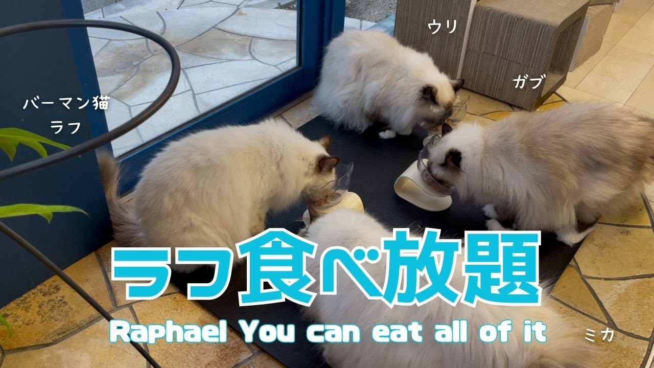 バーマン猫ラフとガブとウリとミカ【ラフ食べ放題】Raphael You can eat all of it（バーマン猫）Birman/Cat