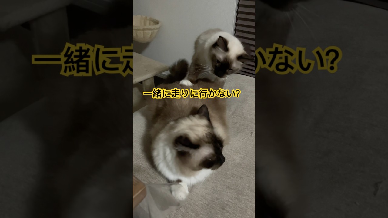 ダイエットが苦手なたぬきみたいな猫 #ragdolls #cats #shorts #ラグドール #猫のいる暮らし #ダイエット #ショート