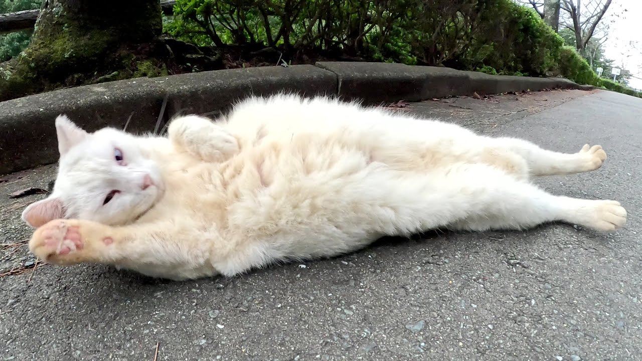 お腹の毛が黄ばんだ白猫ちゃんが上機嫌で甘えてきた