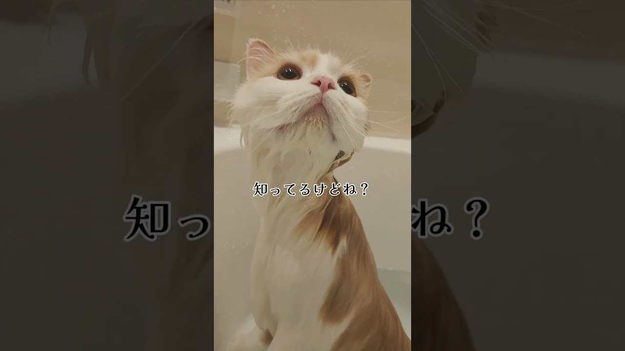 はいどうぞ！   #ねこかわいいね #ラガマフィン #猫のいる暮らし