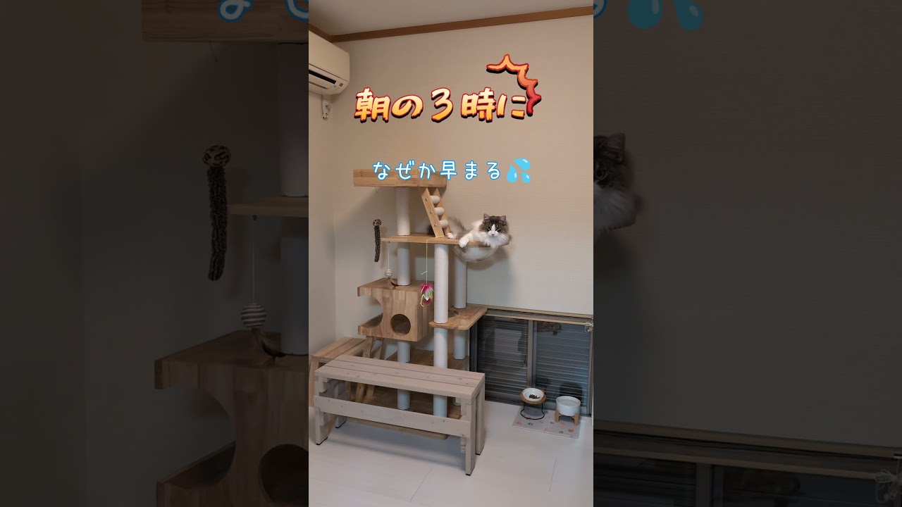 日の出時刻が遅くなってからの猫の行動にキレる私🤬 #shorts #short #cat #猫 #ねこ #マンチカン #ノルウェージャンフォレストキャット #起床