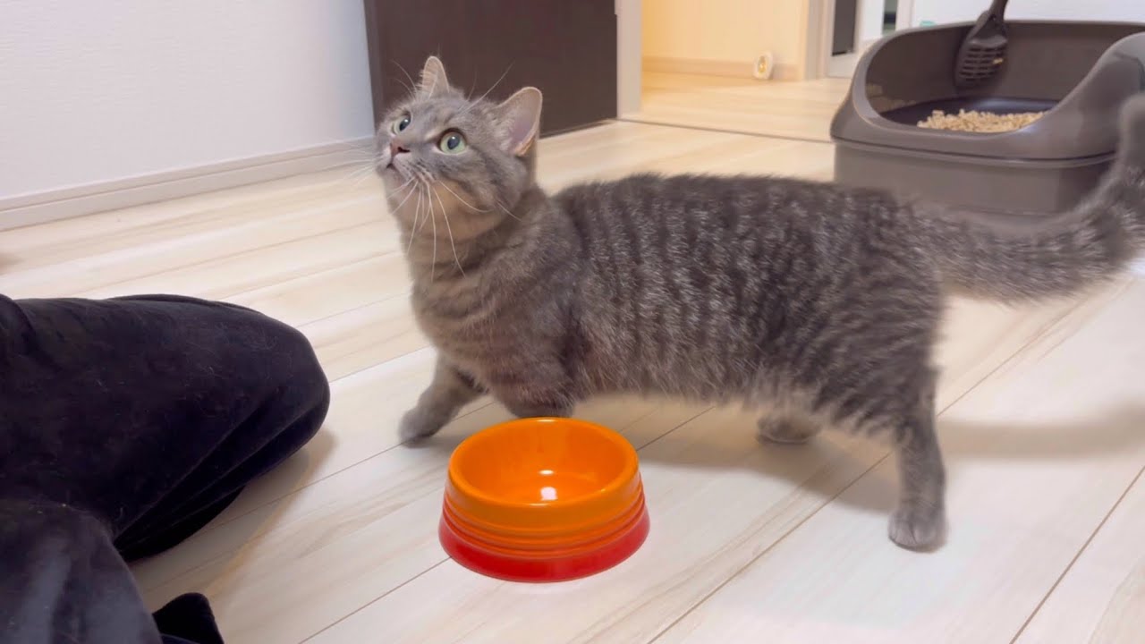 子猫を卒業した猫にまたたびをあげた結果...こんなことされました