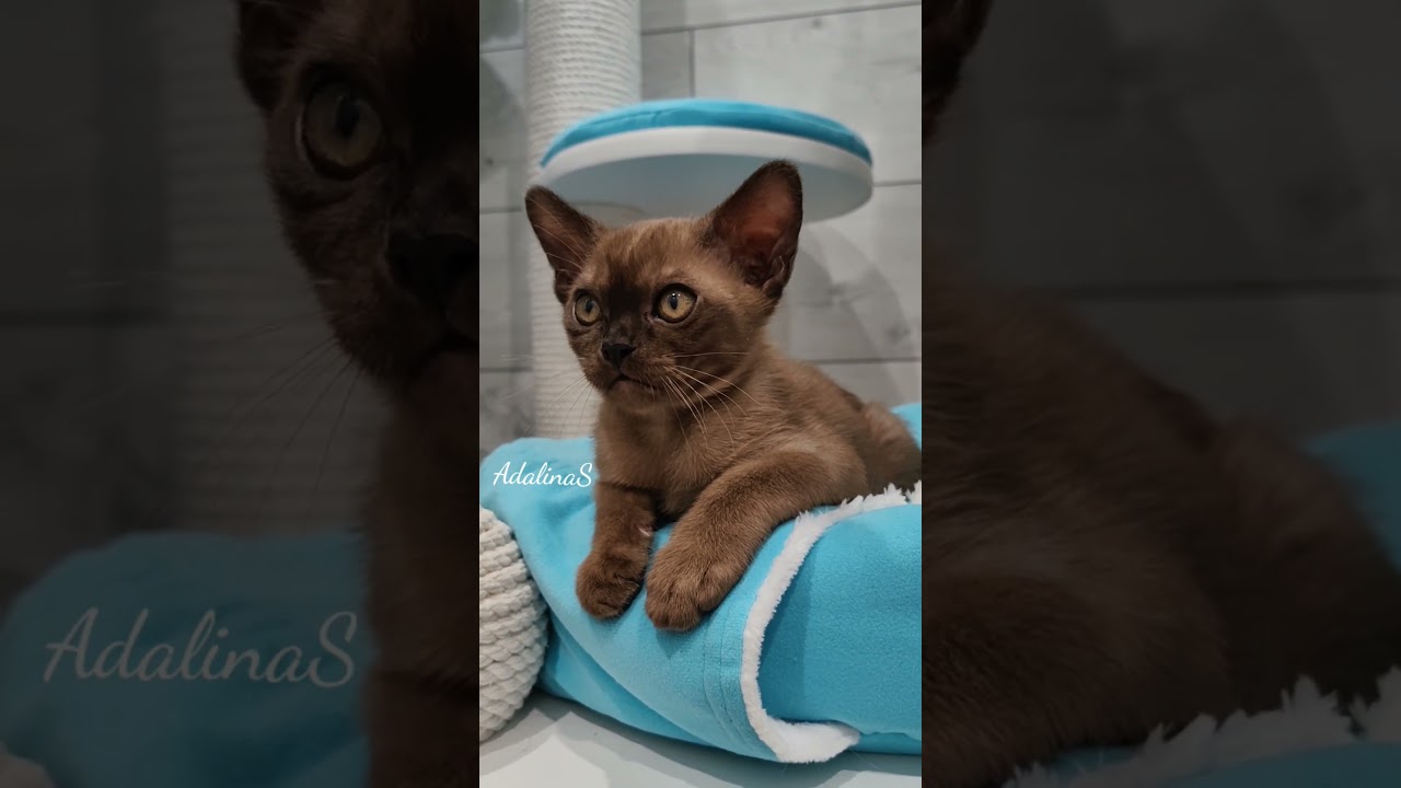 Бурманский котик окраса соболь 2 месяца, свободен для брони