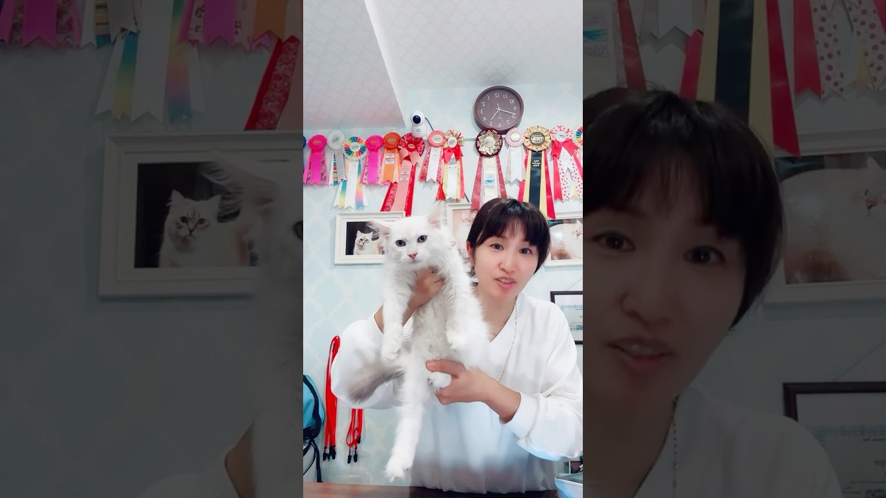 10/25 #サイベリアン　の#子猫　ご紹介ライブ3を配信😻#猫アレルギー でお悩みの方、必見！本物の低アレルゲン猫ちゃんをお迎えできるロイヤルキャッツは吉祥寺駅徒歩4分です #ペットショップ