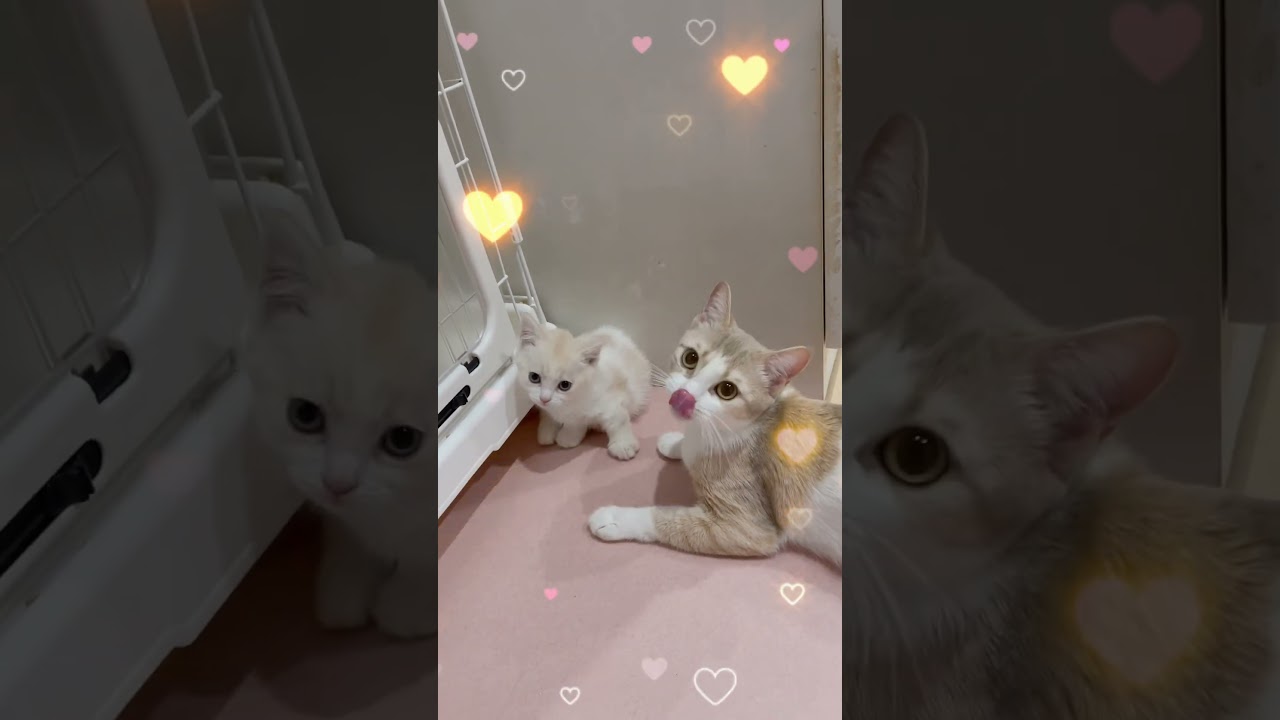 マンチカン短足女の子🩷 【お問合せ詳細は説明欄に記載あります】 #スクーカム #ブリーダー直販 #マンチカン #ミヌエット #ラパーマ #子猫 #子猫販売 #猫 #猫のいる暮らし #猫動画