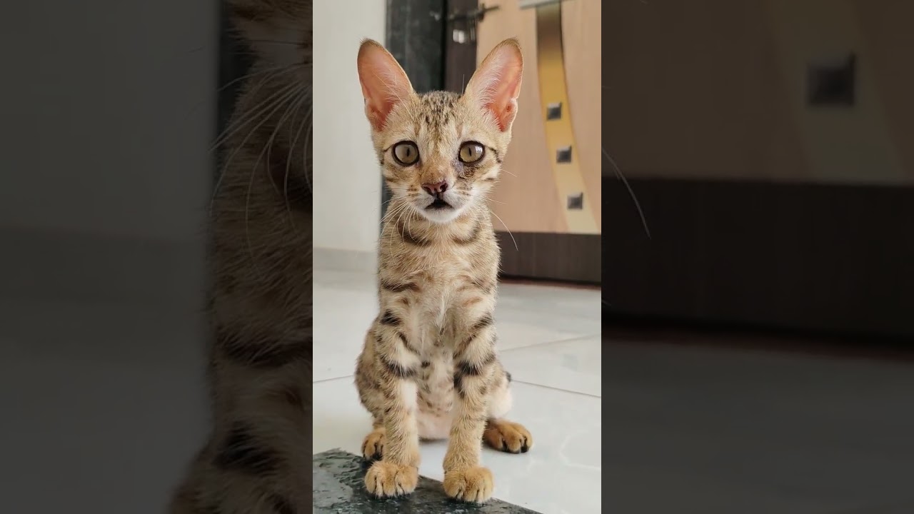 Hey I'm your 😻 #shorts #cat
