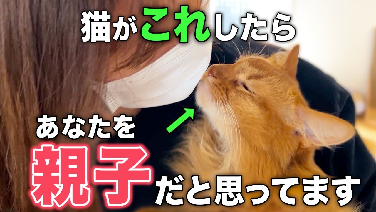 【完全版】猫が親子だと思っている人だけに見せる行動16選