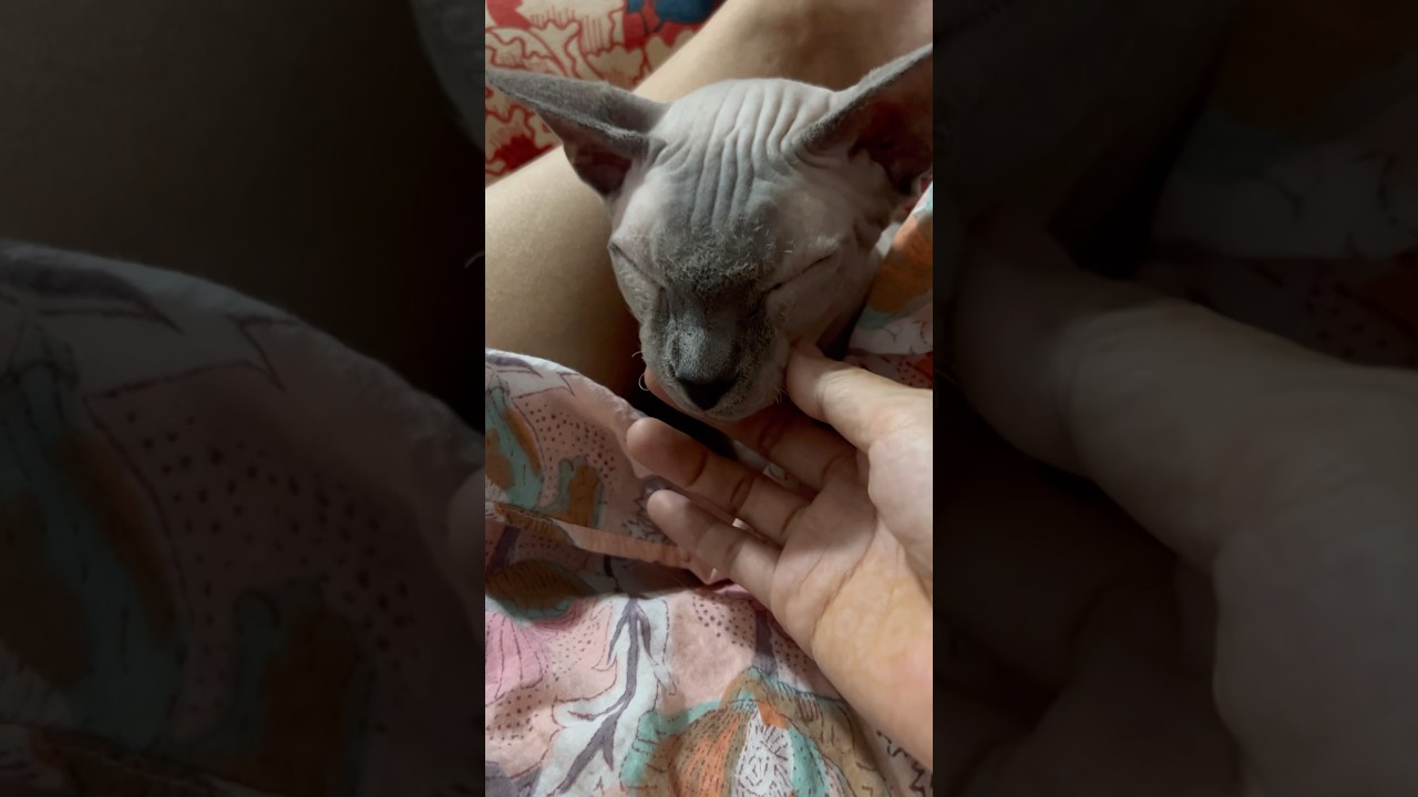 ママのスカートの中で眠る毛のない猫【スフィンクス猫】