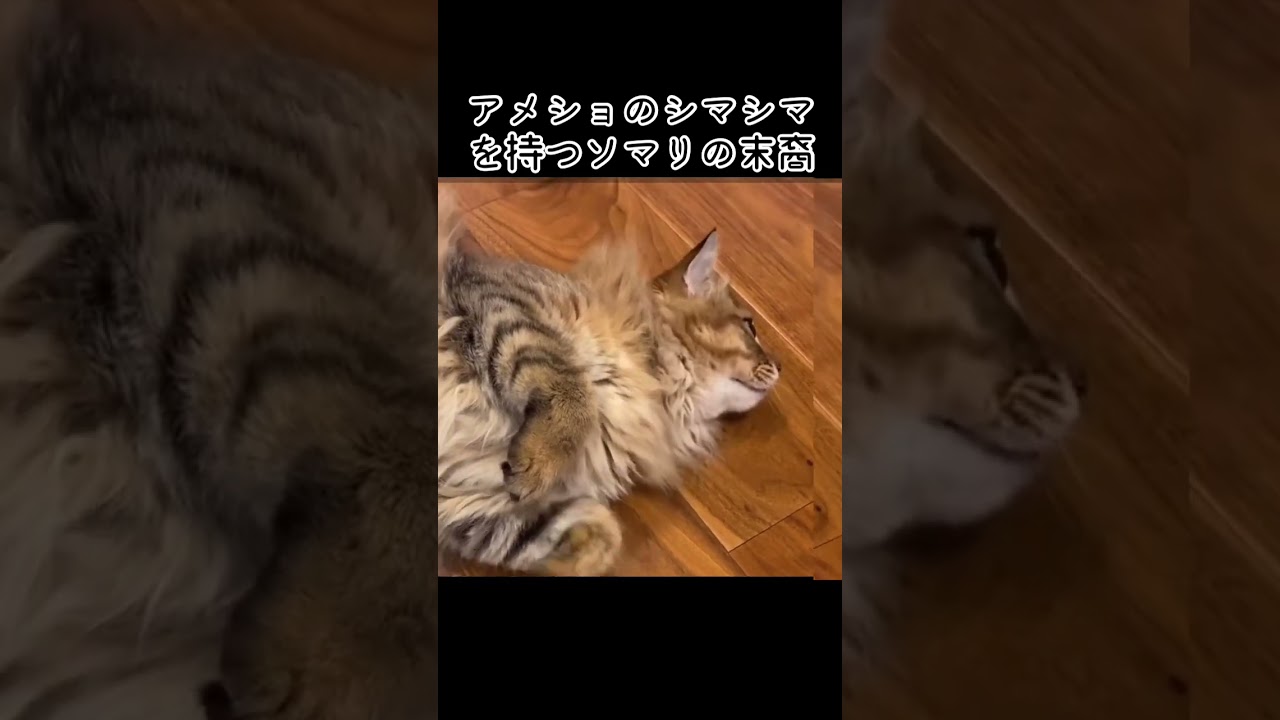 [切り抜き] アメショのシマシマを持つソマリの末裔 #meow #shorts #猫あるある