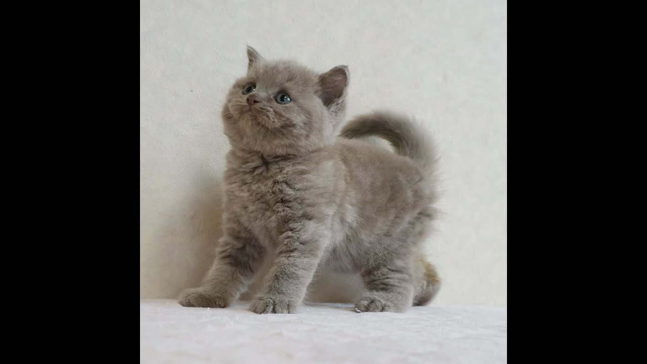 ブリティッシュショートヘアー子猫　British Shorthair　2024.9.17産まれ　ライラック　男の子　シーダキャット猫のお店