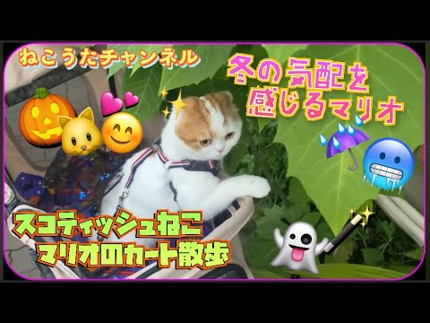 ハロウィンカートで､お散歩した、スコティッシュねこのマリオ君❤️