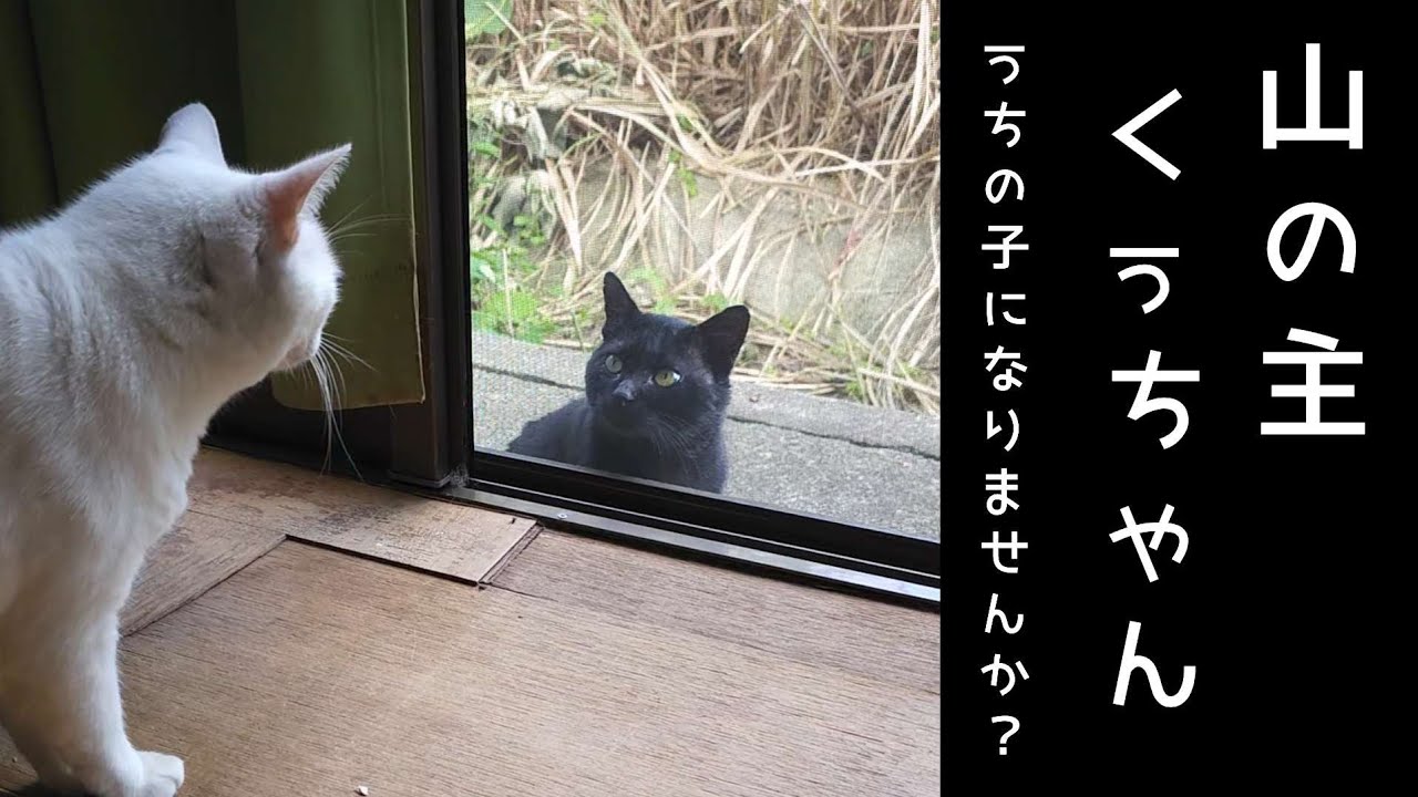 山の主くぅちゃんを保護しました。