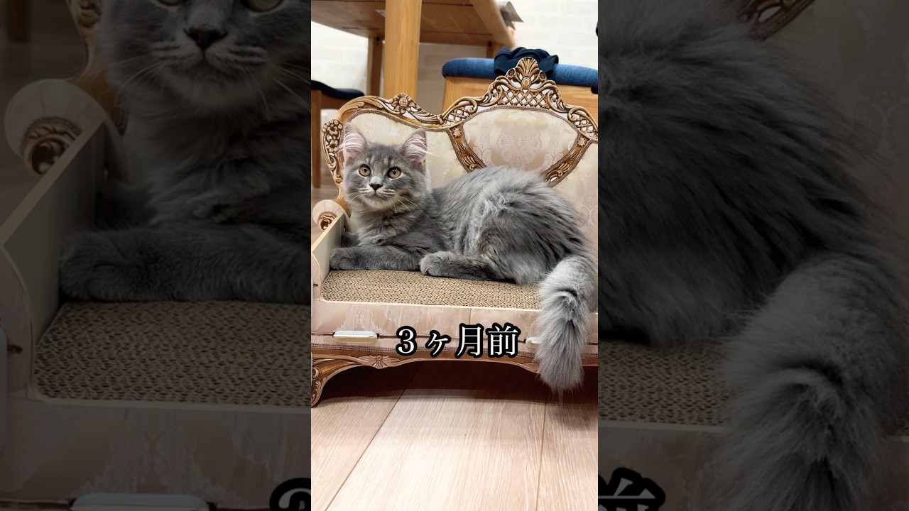 相変わらず爪切りソファが好きなすいちゃん #猫#cat#サイベリアン#Siberian#子猫#고양이#猫のいる生活