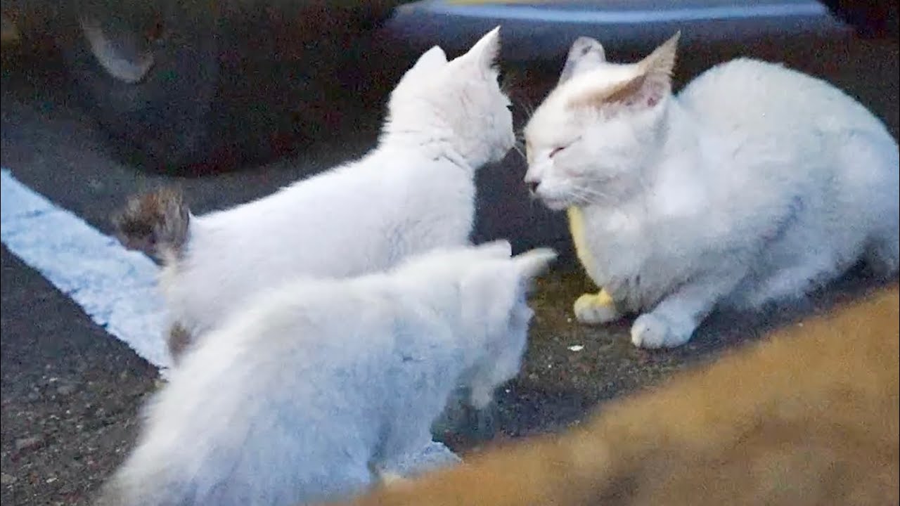 疲れていても子猫に愛情をそそぎ続ける母猫の一日