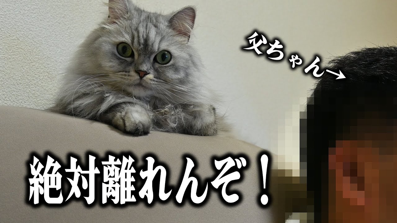 ずっと父さんのそばから離れない猫【マンチカン】