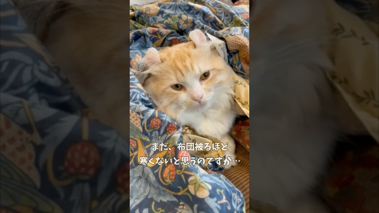 【キンカロー】冬支度を始めた毛玉【マンチカール】