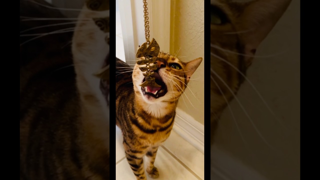 #Tigress #Stravyn® I cant help not biting my gold fishy!”  #funnyvideos #cat #funnyanimals #jewerly