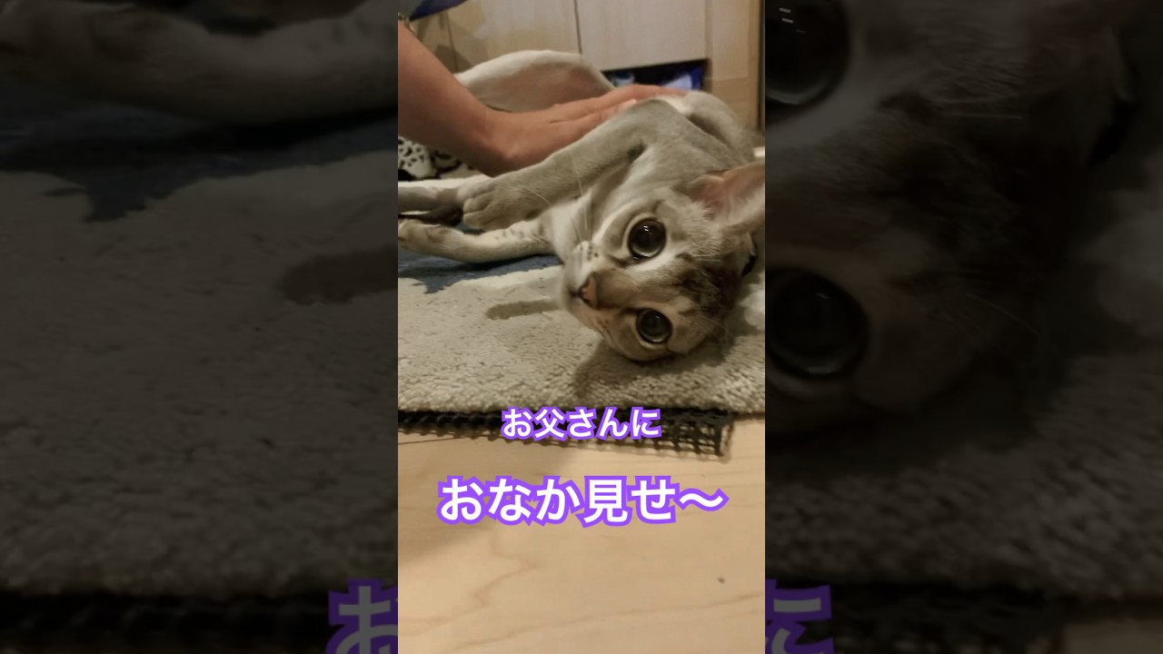 お父さんにお腹見せ　#シンガプーラ#猫のいるくらし