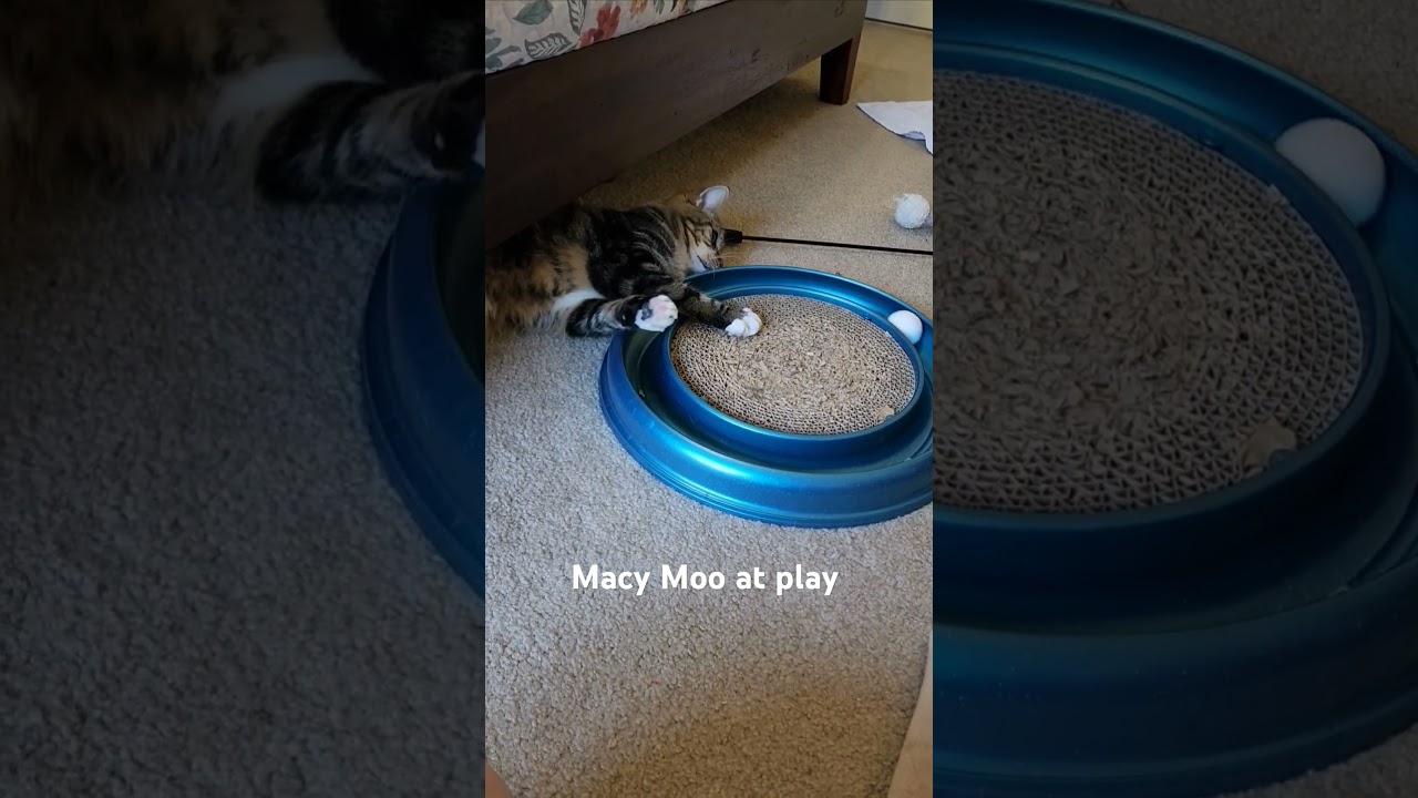 Macy Moo loves to play #adoptable #fancycats.org #fcdrtMarcoandMacy #northernvirginiaadoptablecats