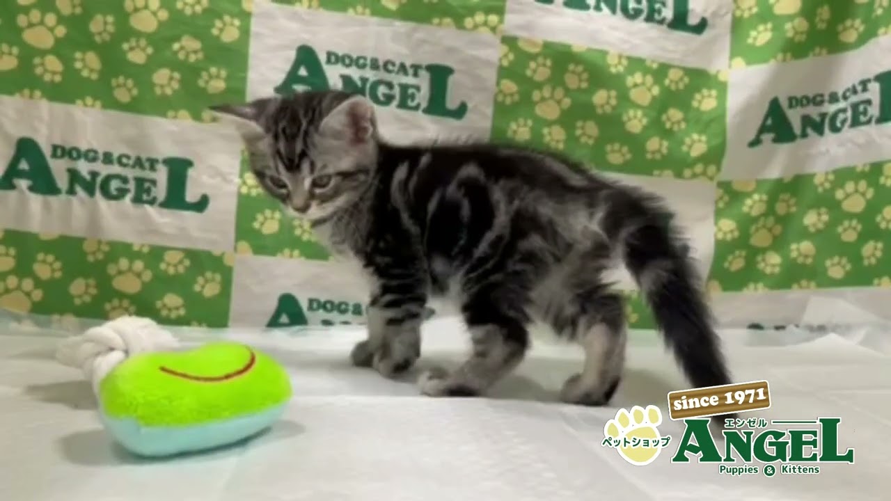 アメリカンショートヘアー 2410193 【ペットショップエンゼル　子犬・子猫販売】