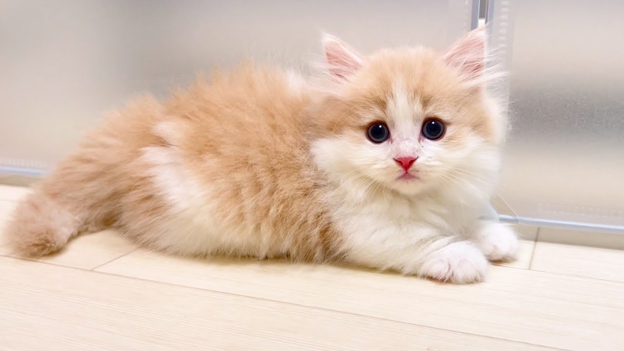 【マンチカンの子猫】子猫の前足が今日は浮足立ってる件 ～猫のいる生活Vol.1036～出産動画 マンチカン短足・ミヌエット・ペルシャ猫専門ブリーダー『ペット蔵人』【子猫の成長記録】