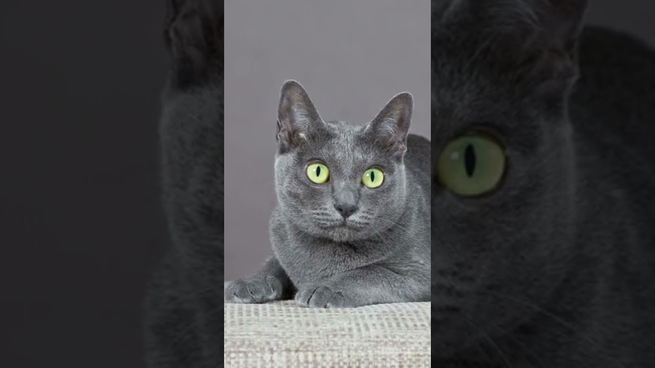 Korat Cats 101: Amazing Cat Facts In 60 Seconds 🐱🕒