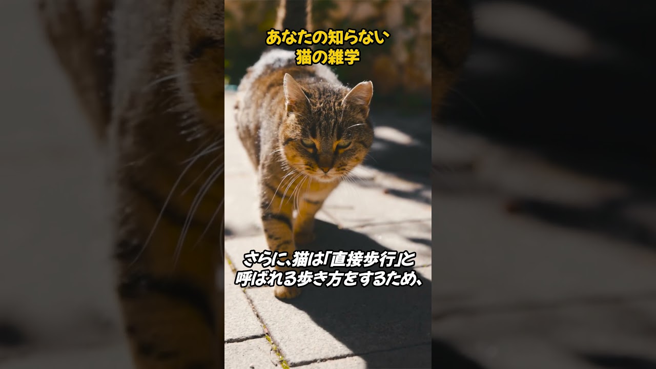 猫が実はこんなことが出来るって知ってた？　 #ネコ #雑学 #動物
