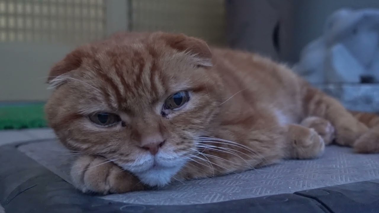 くつろぐ社長 Relaxing president #猫 #スコティッシュフォールド #猫動画 #cat #scottishfold #catvideos