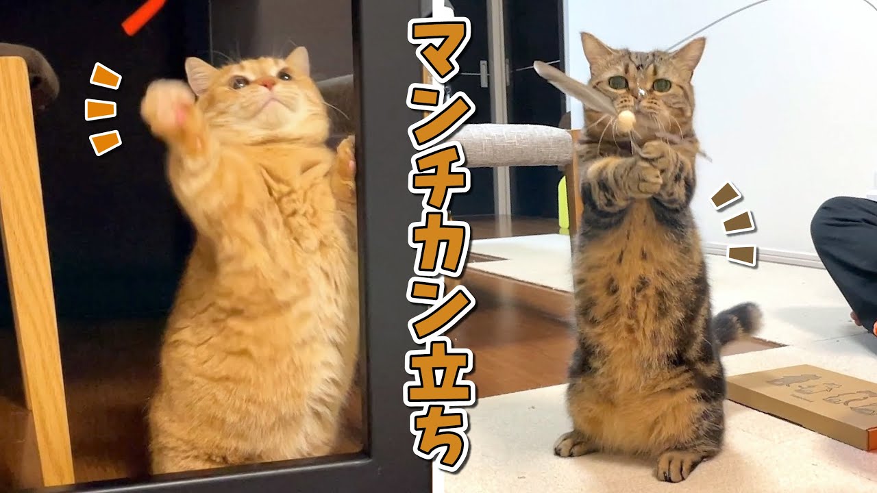 遊んでいるうちに立ち上がっちゃうマンチカンが可愛すぎる！