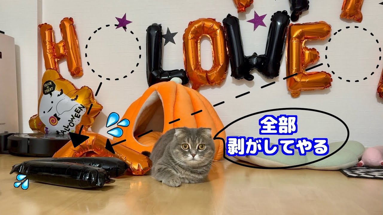 イタズラが止まらない猫がこちらです笑[マンチカンの銀時]