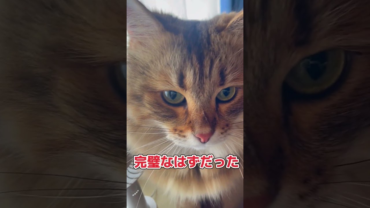 完璧なはずだった…#short #サイベリアン #猫のいる暮らし