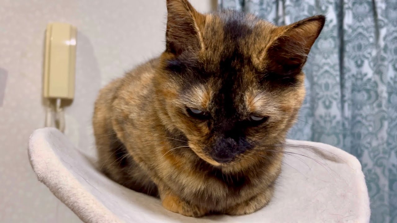 風邪を引いて落ち込む猫