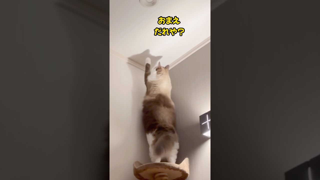 【猫動画】誰かおるねん😈#shorts #猫 #ラグドール