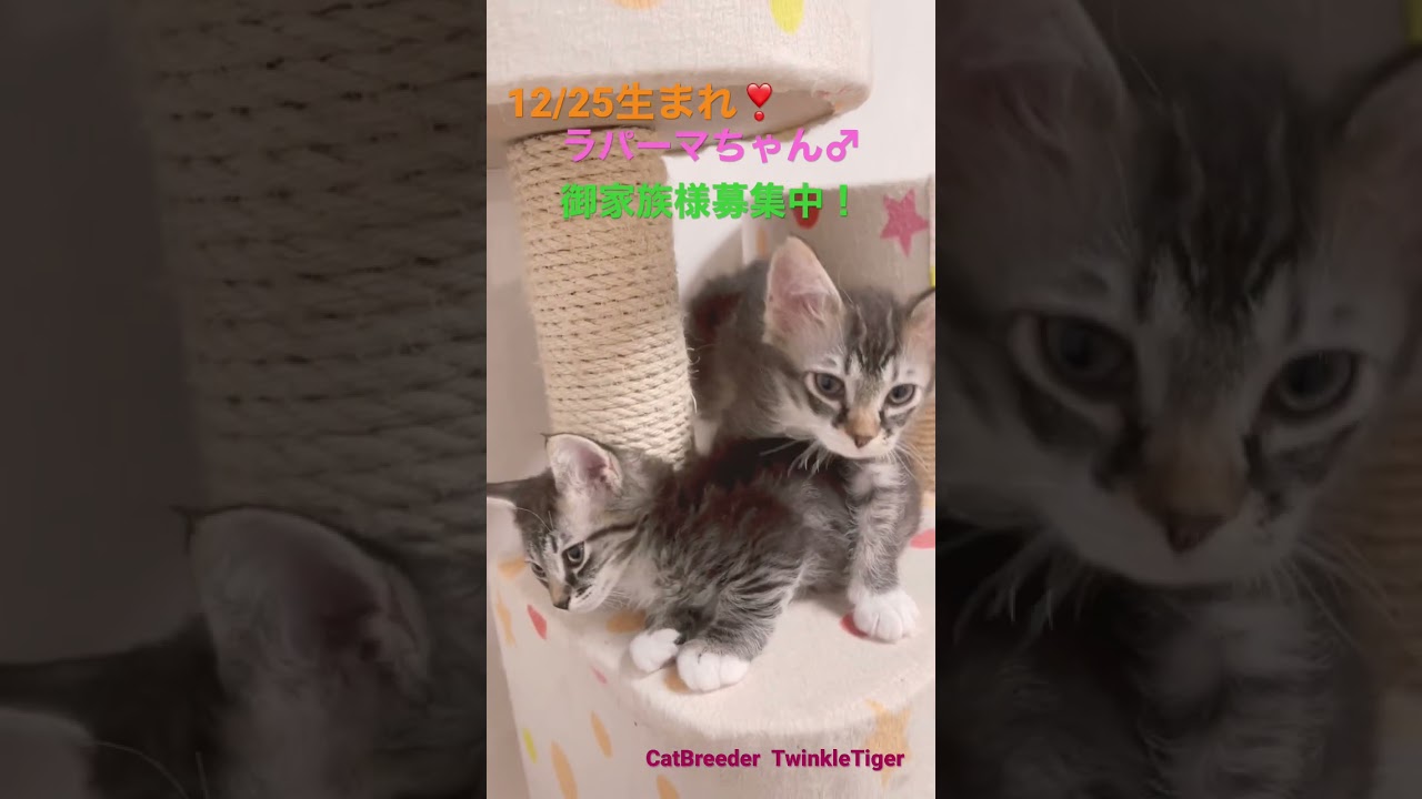 巻き毛のラパーマちゃん🐈🐾御家族募集中💕※お問合せ、詳細は説明欄、コメント欄に記載あります🌸#ブリーダー直販 #ラパーマ #猫 #マンチカン #ミヌエット #子猫 #猫のいる暮らし