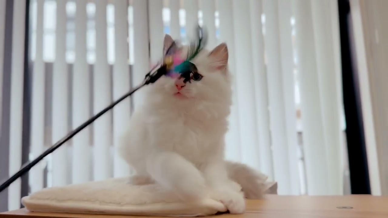 ラグドール フワフワまんまる　ブルーポイントバイカラー