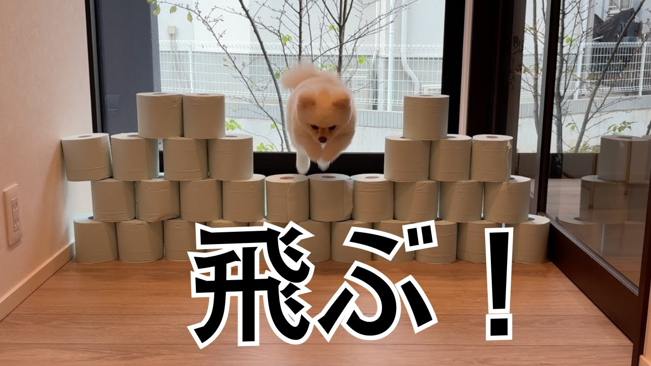 トイレットペーパーを飛び越えるポメラニアン