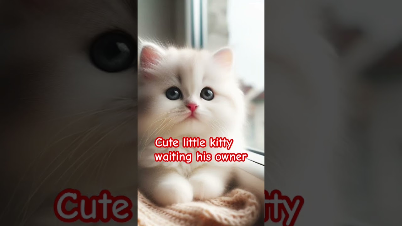 #Cats#Feline#CatLovers#Kitty#Siamese#Persian#MaineCoon#BritishShorthair#Sphynx #Cats