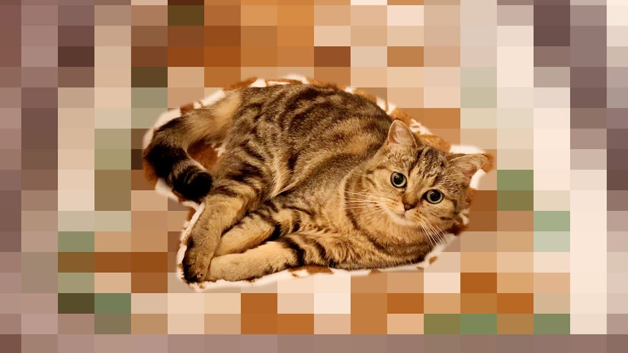 飼い猫がいないと思ったらまさかの場所でくつろいでいました... #404【生後1年と109日目 スコティッシュフォールド】