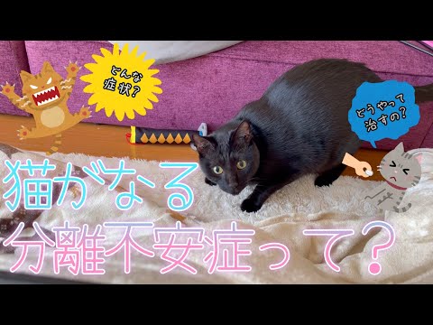 【猫雑学】猫の分離不安症について【猫のきもち】