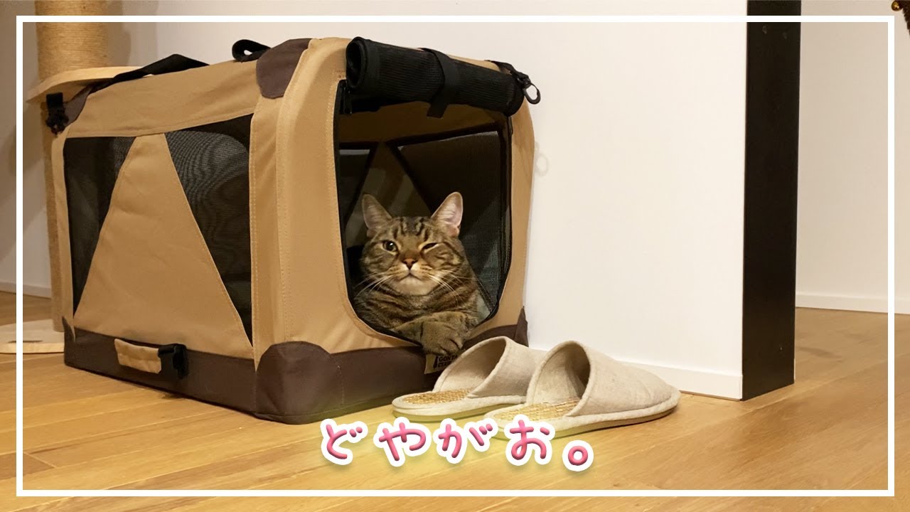 【ほっけ】色々と面白いネコの表情【アメショ】#猫