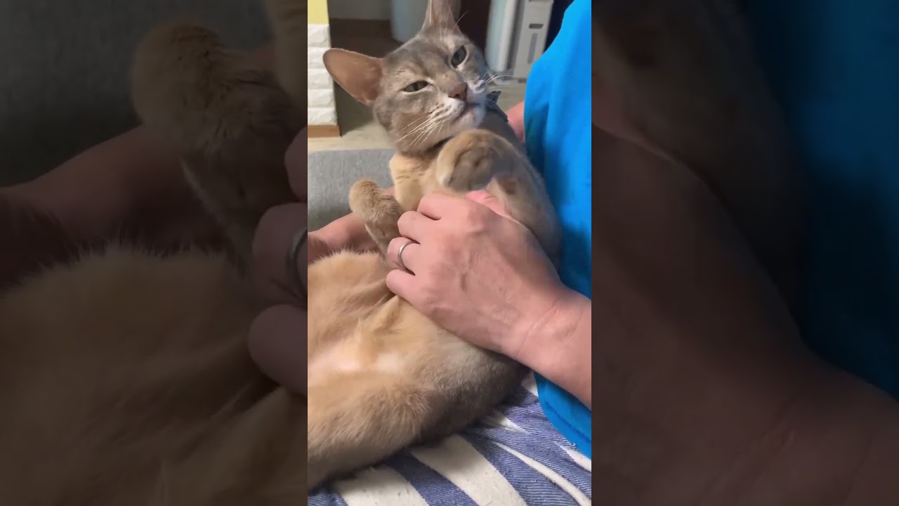 (アビ) ナデナデ好き 甘えん坊のアビシニアン #shorts #アビシニアン #猫のいる暮らし #甘えん坊の猫