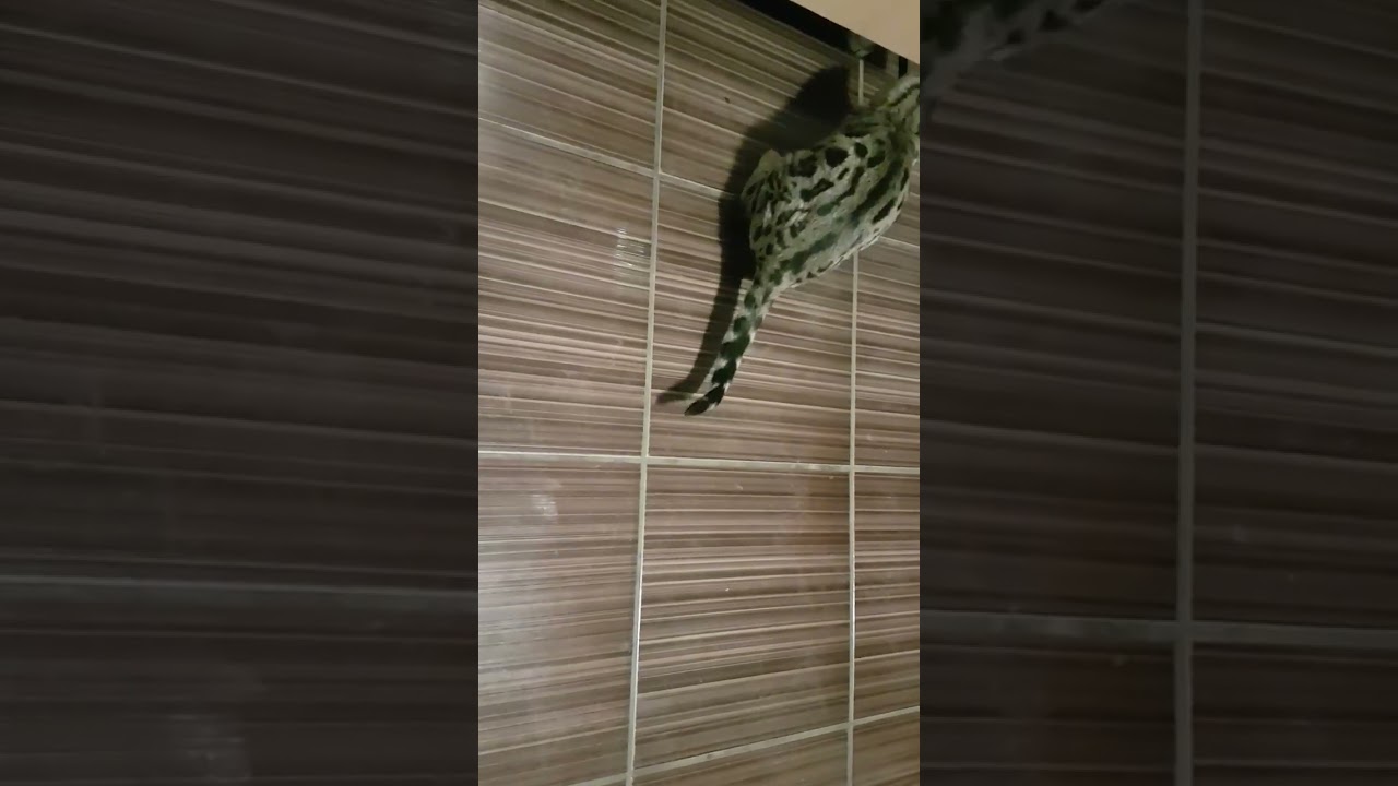 Playing with a nut shell